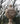 Lion Urn Finial - Stone Mitchell & Co.